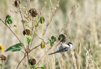 Black capped chickadee hanging upside down eating seeds © Cavan