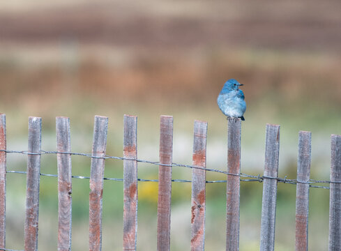 Little blue bird sitting on a rustic wooden fence