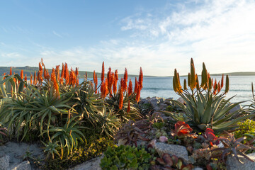 Orange Aloe garden on the beach front