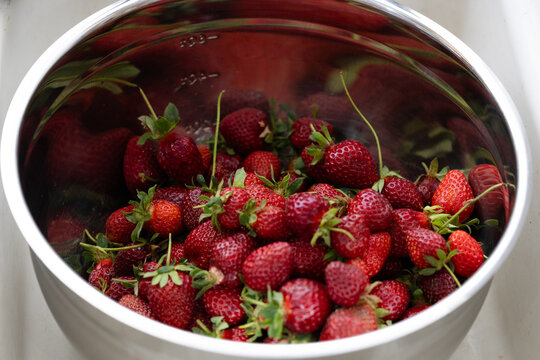 Washing a Fresh Flat of Ripe Strawberries at Peak Summer Harvest