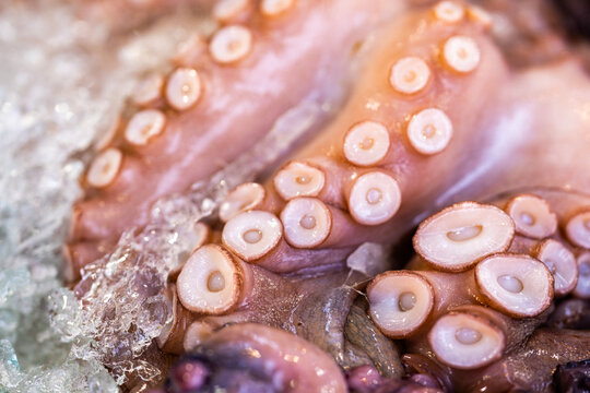 Octopus on crushed ice. Octopus with suction cups. Raw octopus tentacle closeup. Fresh octopus skin texture.
