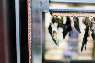 Close up of a butterfly chrysalis hanging © Cavan
