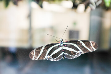 Zebra longwing butterfly with wings spread wide © Cavan