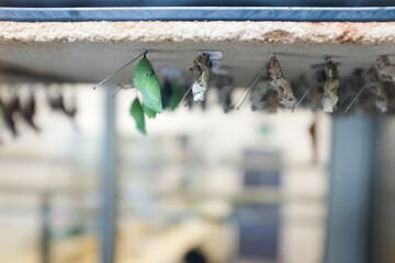 Green butterfly chrysalis hanging in an incubator © Cavan