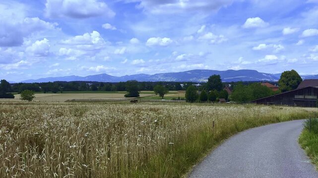 Rural lifestyle with wheat field and horse rider