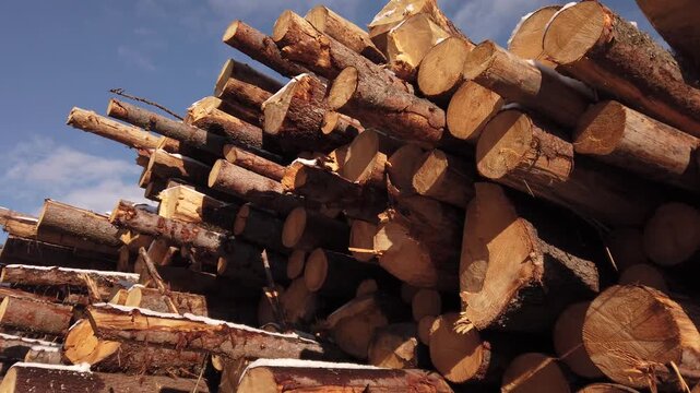 Pile log industry. Stack of freshly cut pine tree trunks