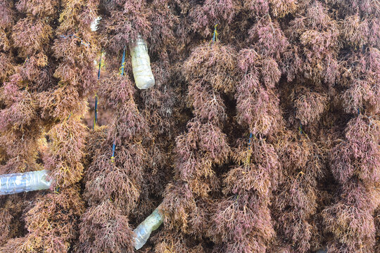 Dried red seaweed texture background in traditional aquaculture farming