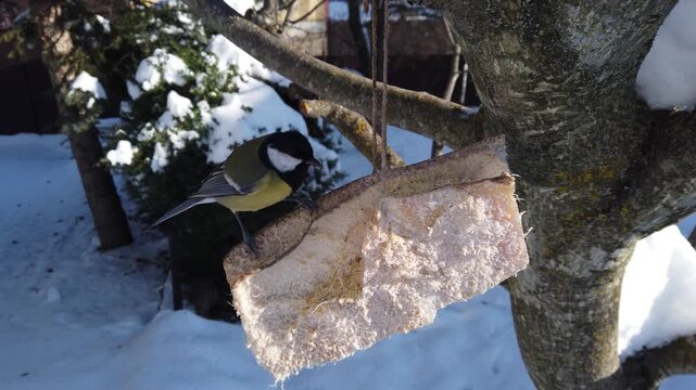 Great chickadee, Parus major and  Eurasian nuthatch, Sitta europaea feeding on pork fatback in snowy winter garden 