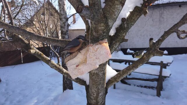 Great chickadee, Parus major and  Eurasian nuthatch, Sitta europaea feeding on pork fatback in snowy winter garden 