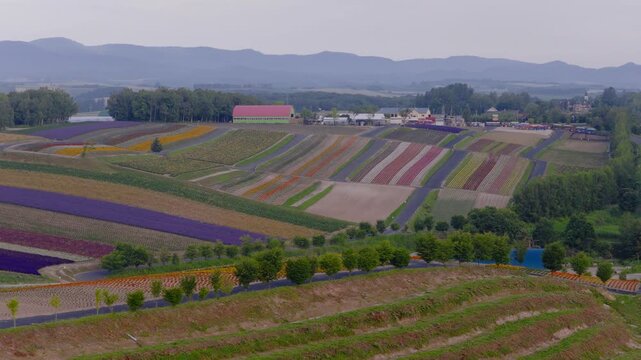 Rows of colorful flowers in farming landscape in Hokkaido, Japan