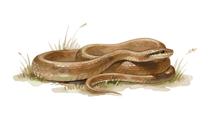 Fototapeta premium Coiled Brown Snake Illustration on White Background