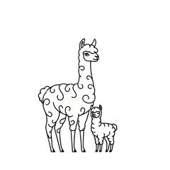 Fototapeta premium Llama and baby llama line art