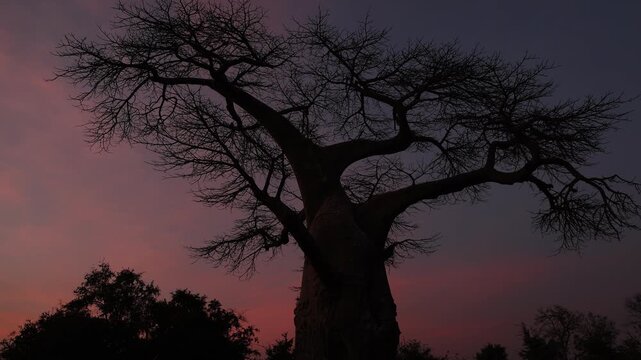 iconic baobab at dusk, Zambezi National Park, Zimbabwe, Africa