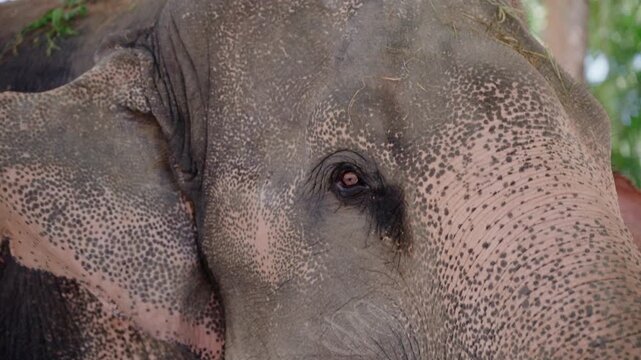 Close up shot of Asian elephant face with pink spotted skin pattern and eye.