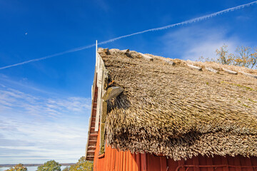Old red barn with thatched roof made of reeds in the countryside © Lars Johansson