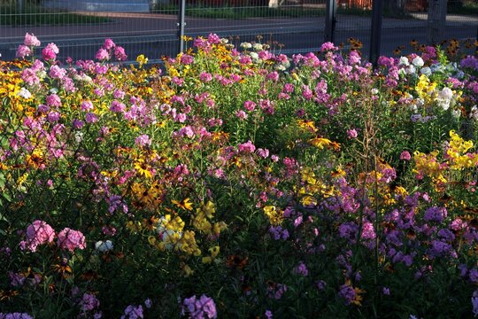 Colorfull flowers in the city garden, summer Colorful Flowers in a garden at sunrise &ndash; summer background, sustainability, harmony with nature, and new day motivation concept.