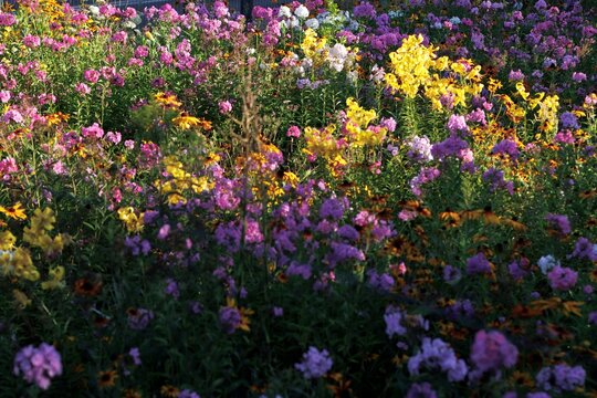 Colorfull flowers in the city garden, summer Colorful Flowers in a garden at sunrise &ndash; summer background, sustainability, harmony with nature, and new day motivation concept.
