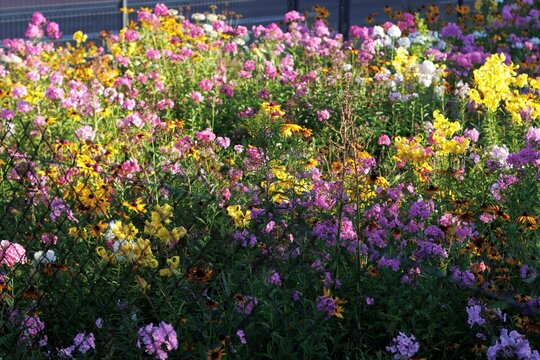 Colorfull flowers in the city garden, summer Colorful Flowers in a garden at sunrise &ndash; summer background, sustainability, harmony with nature, and new day motivation concept.
