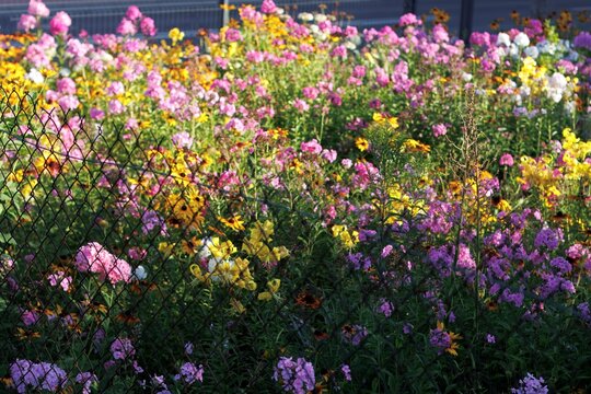 Colorfull flowers in the city garden, summer Colorful Flowers in a garden at sunrise &ndash; summer background, sustainability, harmony with nature, and new day motivation concept.