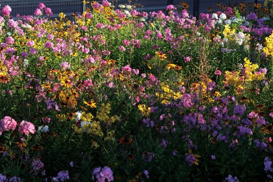 Colorfull flowers in the city garden, summer Colorful Flowers in a garden at sunrise &ndash; summer background, sustainability, harmony with nature, and new day motivation concept.