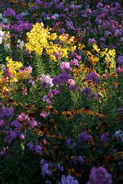 Colorfull flowers in the city garden, summer Colorful Flowers in a garden at sunrise &ndash; summer background, sustainability, harmony with nature, and new day motivation concept.