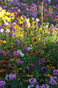 Colorfull flowers in the city garden, summer Colorful Flowers in a garden at sunrise &ndash; summer background, sustainability, harmony with nature, and new day motivation concept.