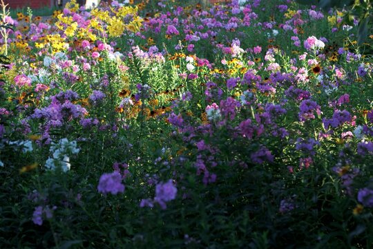 Colorfull flowers in the city garden, summer Colorful Flowers in a garden at sunrise &ndash; summer background, sustainability, harmony with nature, and new day motivation concept.
