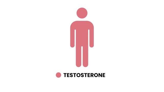 Male body silhouette highlighting testosterone concept animation isolated on white background