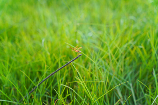 Dragonfly on Fresh Green Grass Swaying in the Wind Close Up Natural Lawn Meadow Texture in Spring and Summer Light Outdoors