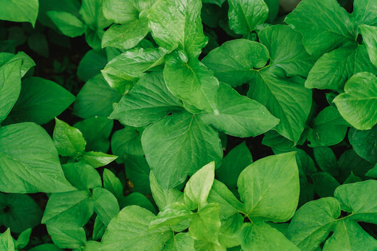 Fresh Green Plant Leaves Background with Lush Garden Foliage and Natural Spring Growth Close Up Texture