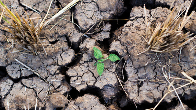 Small green plant sprouting from dry cracked soil, global warming and climate change concept.