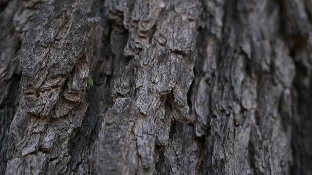 Extreme Close-Up of Rough Tree Bark Texture, Natural Wood Surface Detail with Organic Pattern, 4K Video