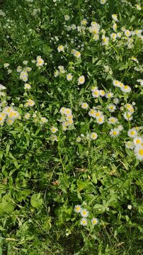 A high-angle camera panning right over a field of blooming wild daisy fleabane flowers. Vertical stock footage for natural background textures, outdoor summer meadow, and botanical video.