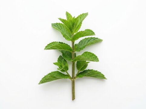 Fresh mint sprig isolated on white culinary herb for recipes and aromatherapy