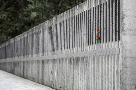Two red roses at the memorial to fallen soldiers and civilians in Katyn, Smolensk region of Russia