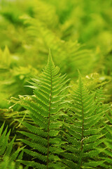 Close-up of vibrant green ferns in a lush, natural setting. Fresh, vibrant, and full of life. © khmelev