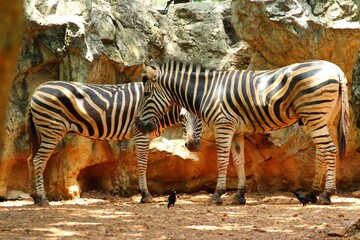 Zebras in the zoo © sen