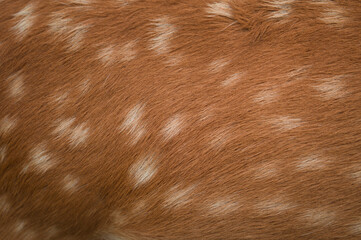 Sika deer spotted fur texture close up, natural animal pattern © Valentina