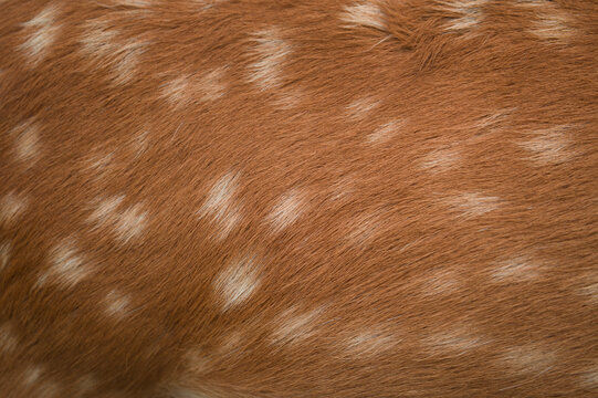Sika deer spotted fur texture close up, natural animal pattern