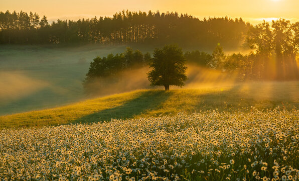 A spring meadow covered with blooming chamomile during a fairy-tale sunrise
