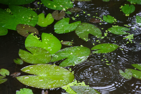 Green water lily leaf floating on rain dotted pond creating calm ripples and reflective surface