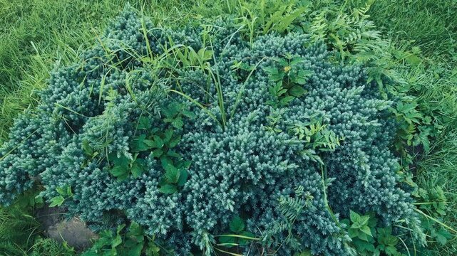 juniper, creeping juniper, weeds, unkempt garden, grass