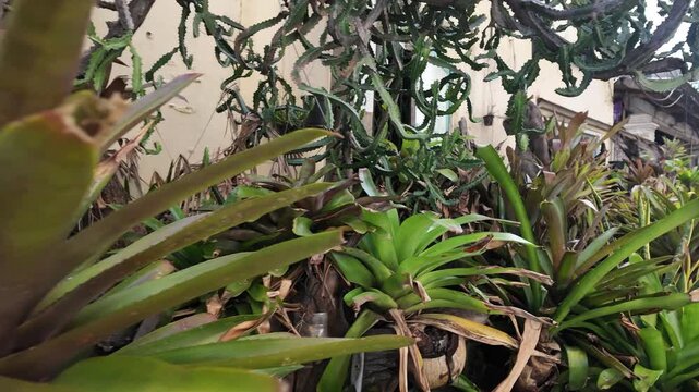 Tropical Bromeliads and Exotic Plants in a Southeast Asian Garden