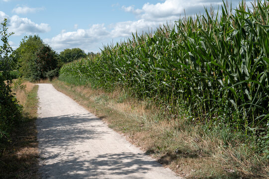 Rural path winding past tall corn field