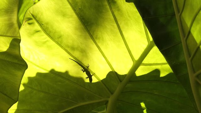 silhouette of salamander on large backlit leaf