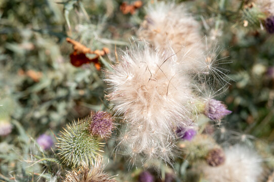 Thistle seed head developing with fluffy pappus dispersing