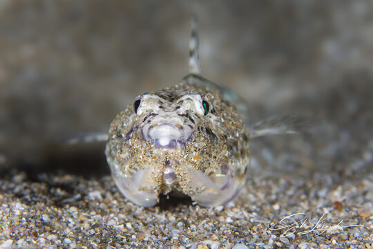 Lizard fish from the Mediterranean Sea