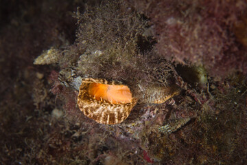 Oyster from the Mediterranean Sea © Sakis Lazarides