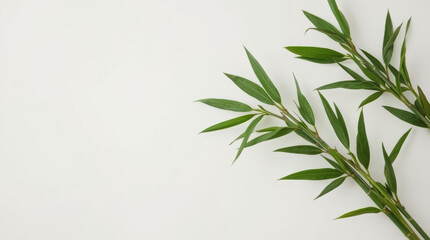 Fototapeta premium Fresh bamboo stems and green leaves on white background creating calm minimalist composition