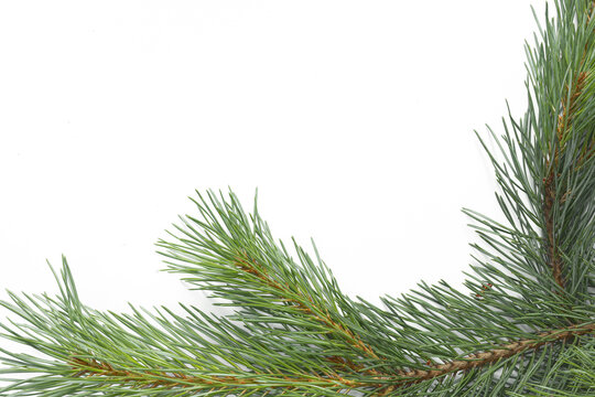 Fresh green pine branch isolated on transparent background. Natural evergreen conifer for Christmas, winter holiday decorations, seasonal design, festive compositions and botanical projects.